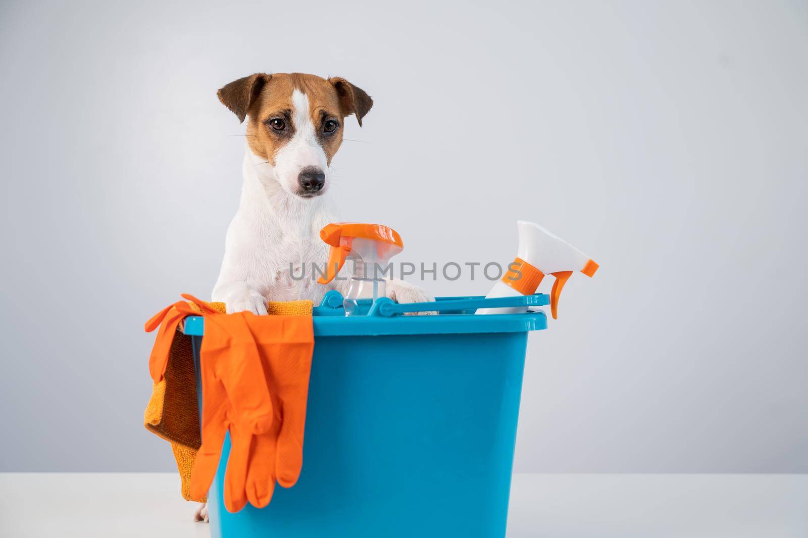 Cleaning products in bucket and jack russell terrier dog on white background. by mrwed54