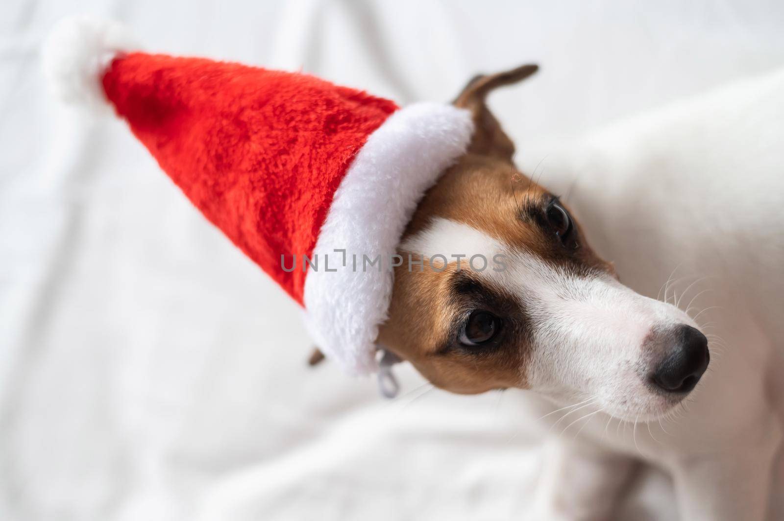 Jack russell terrier dog in santa claus hat lies on a white sheet. Christmas greeting card by mrwed54