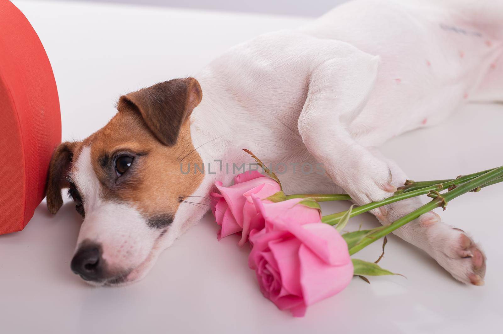 A cute dog lies next to a heart-shaped box and holds a bouquet of pink roses on a white background. Valentine's day gift by mrwed54