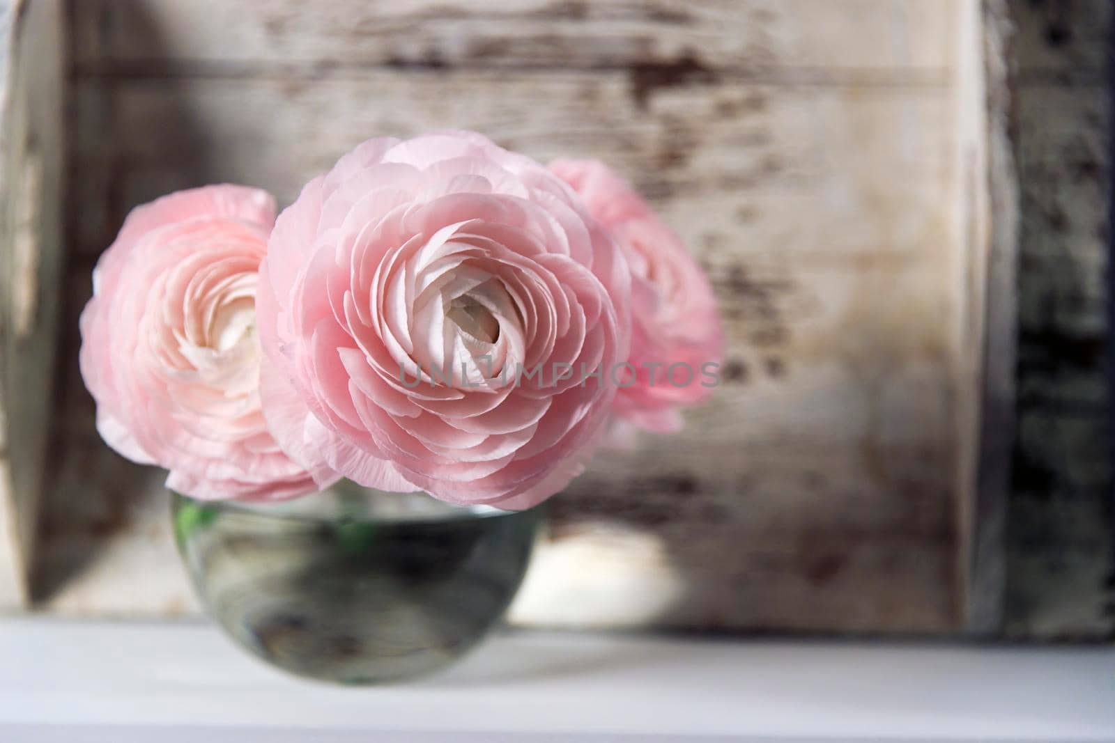 Three pale pink ranunculus in a transparent round vase on the white windowsill. Copy space. Place for text