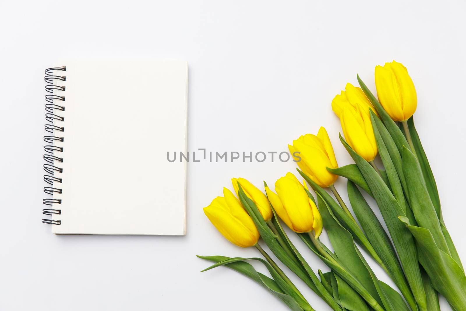 layout of yellow tulips on a white background, Notebook on springs
