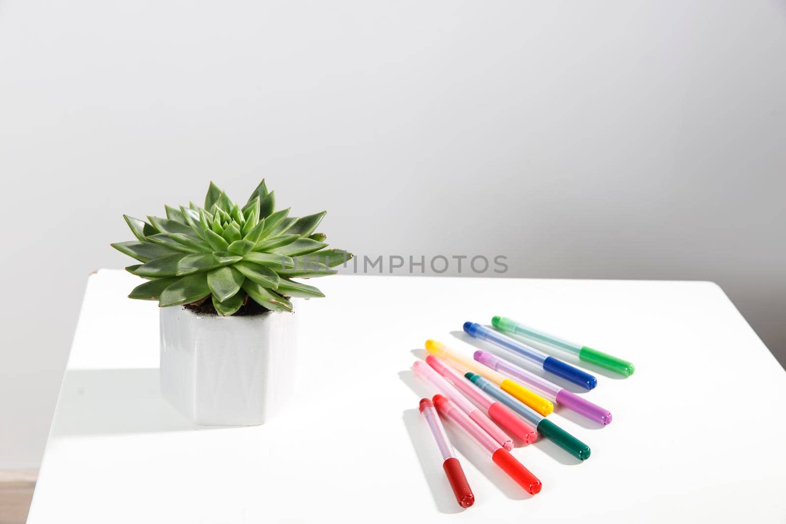 Echeveria in a beautiful ceramic pot and multi-colored felt-tip pens pencils on a beige table. Education concept. Back to school