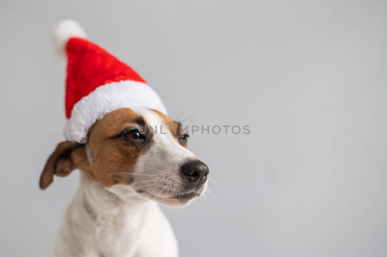 Portrait of a dog jack russell terrier in a santa claus hat on a white background. Christmas greeting card.