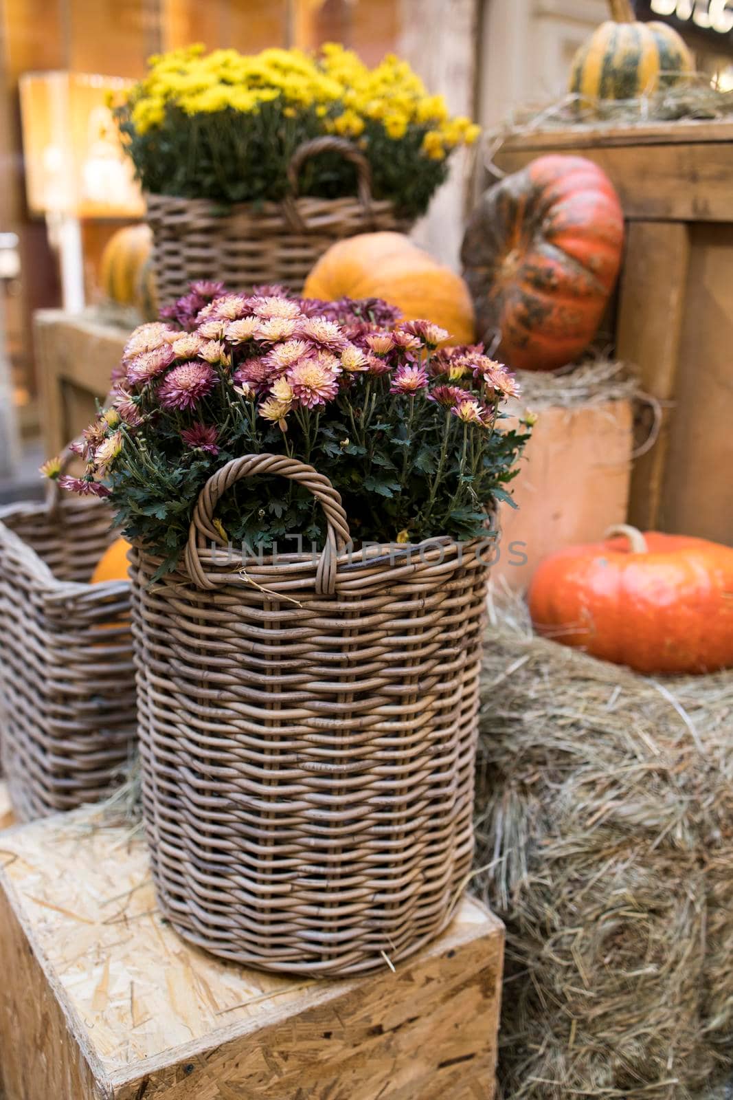 Colorful chrysanthemums in a wicker basket, pumpkins - Halloween decorations. by elenarostunova