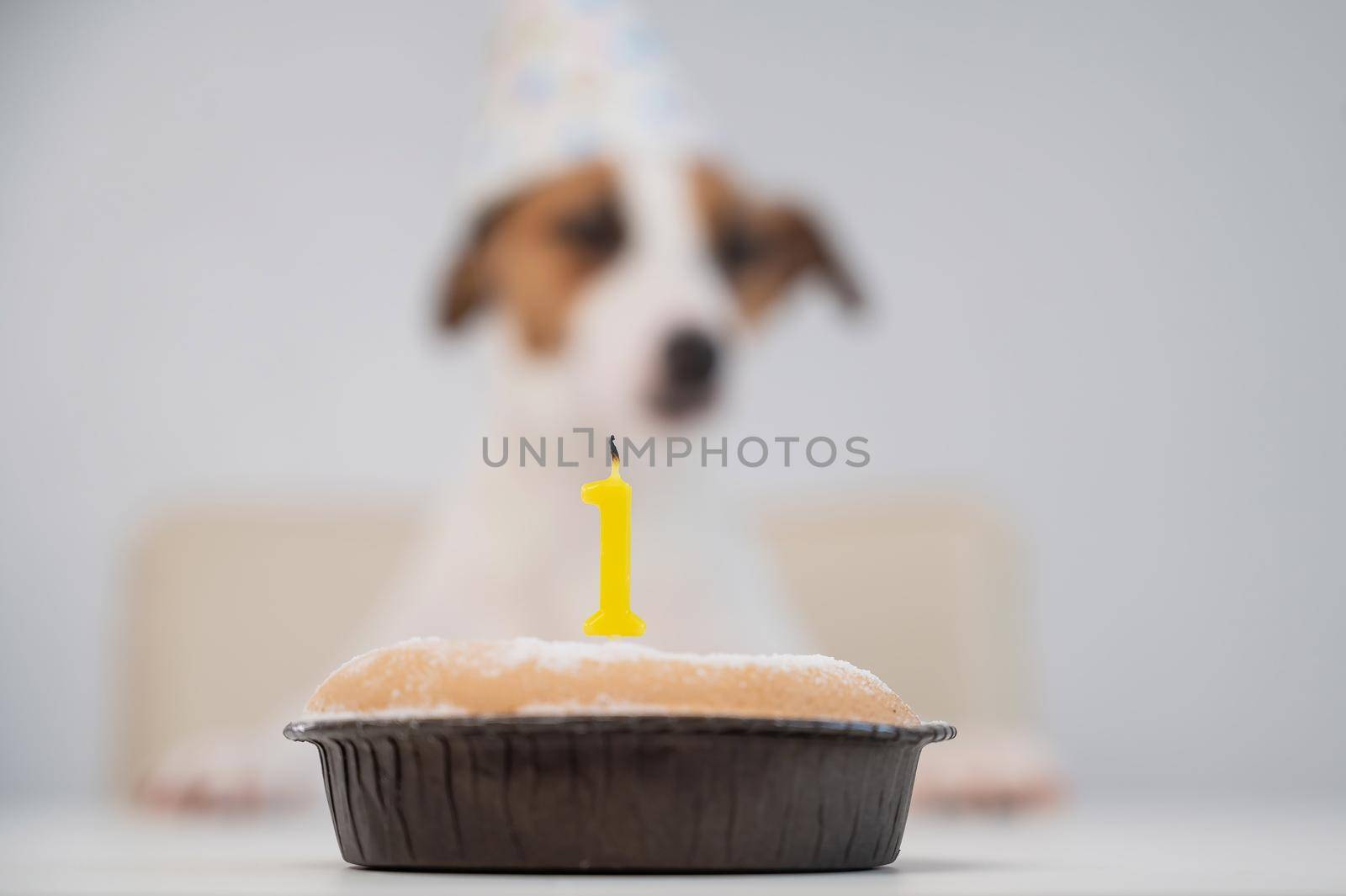 A dog in a cap blows out a candle with the number one on a white background. Jack Russell Terrier celebrates its first birthday. by mrwed54