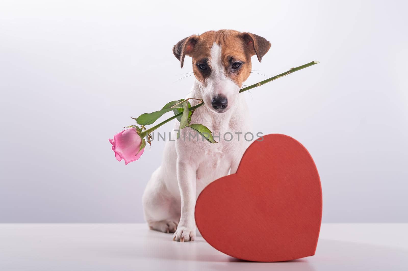 A cute little dog sits next to a heart-shaped box and holds a pink rose in his mouth on a white background. Valentine's day gift.