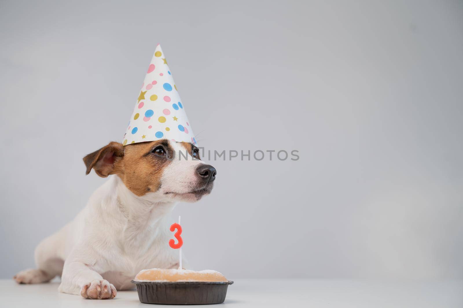 Jack russell terrier in a festive cap by a pie with a candle on a white background. The dog is celebrating its third birthday.