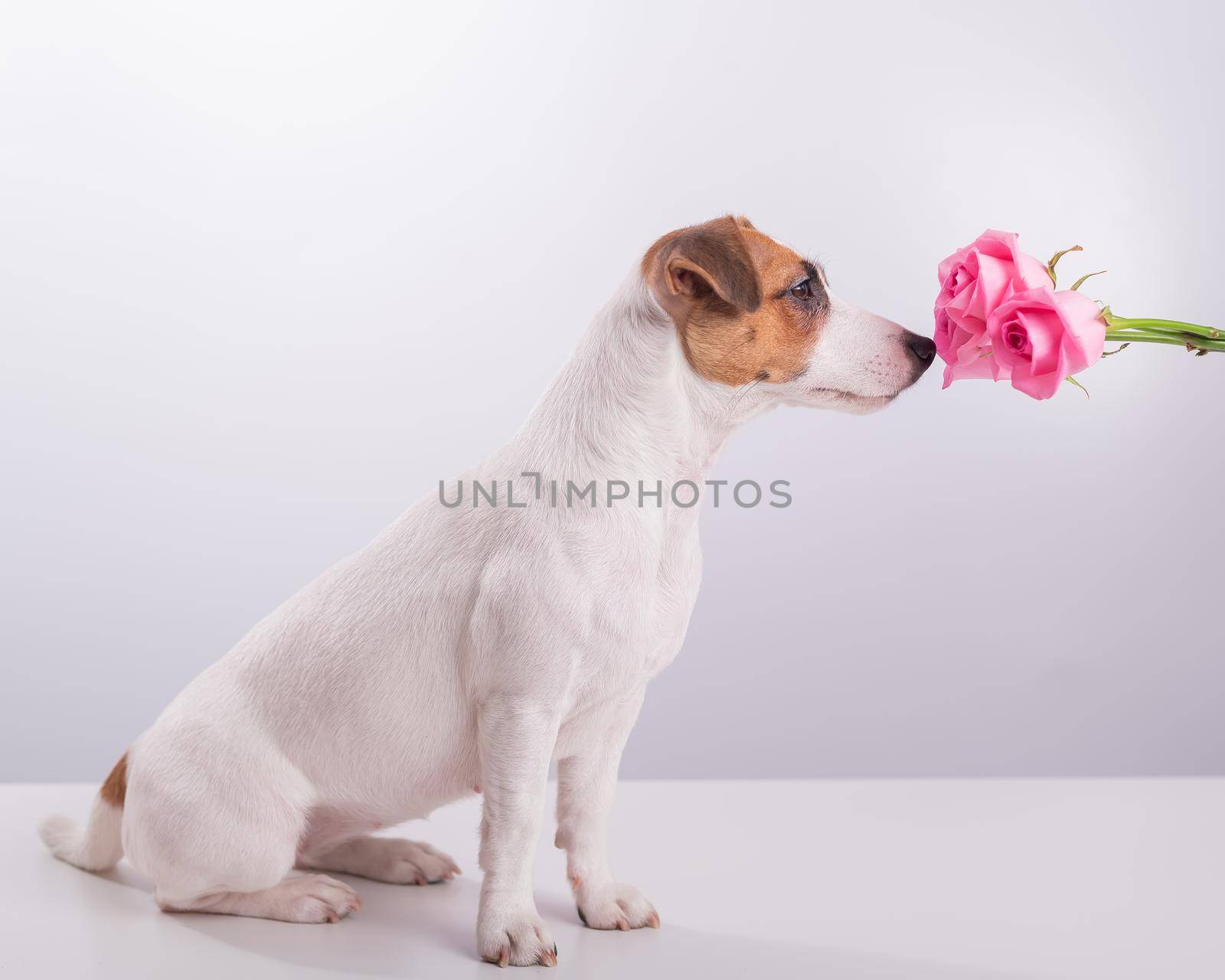 Portrait of funny dog Jack Russell Terrier sniffing a bouquet of roses on a white background by mrwed54