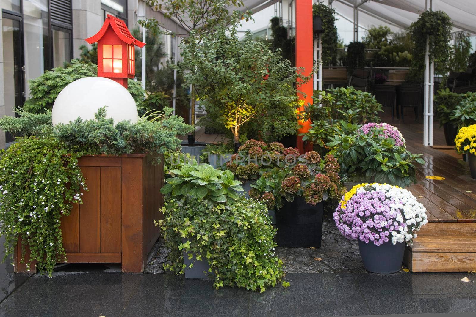 Japanese gazebo in autumn, decorated with various types of houseplants by elenarostunova