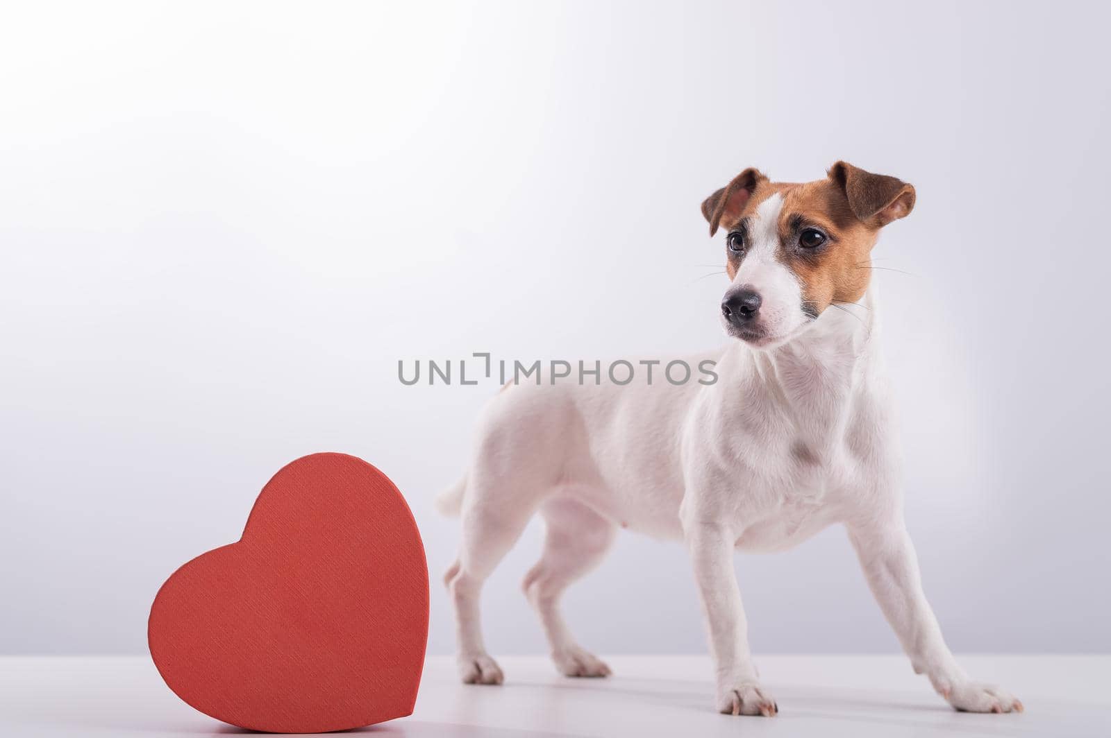 Jack Russell Terrier next to a heart-shaped box on a white background. A dog gives a romantic gift on a date.