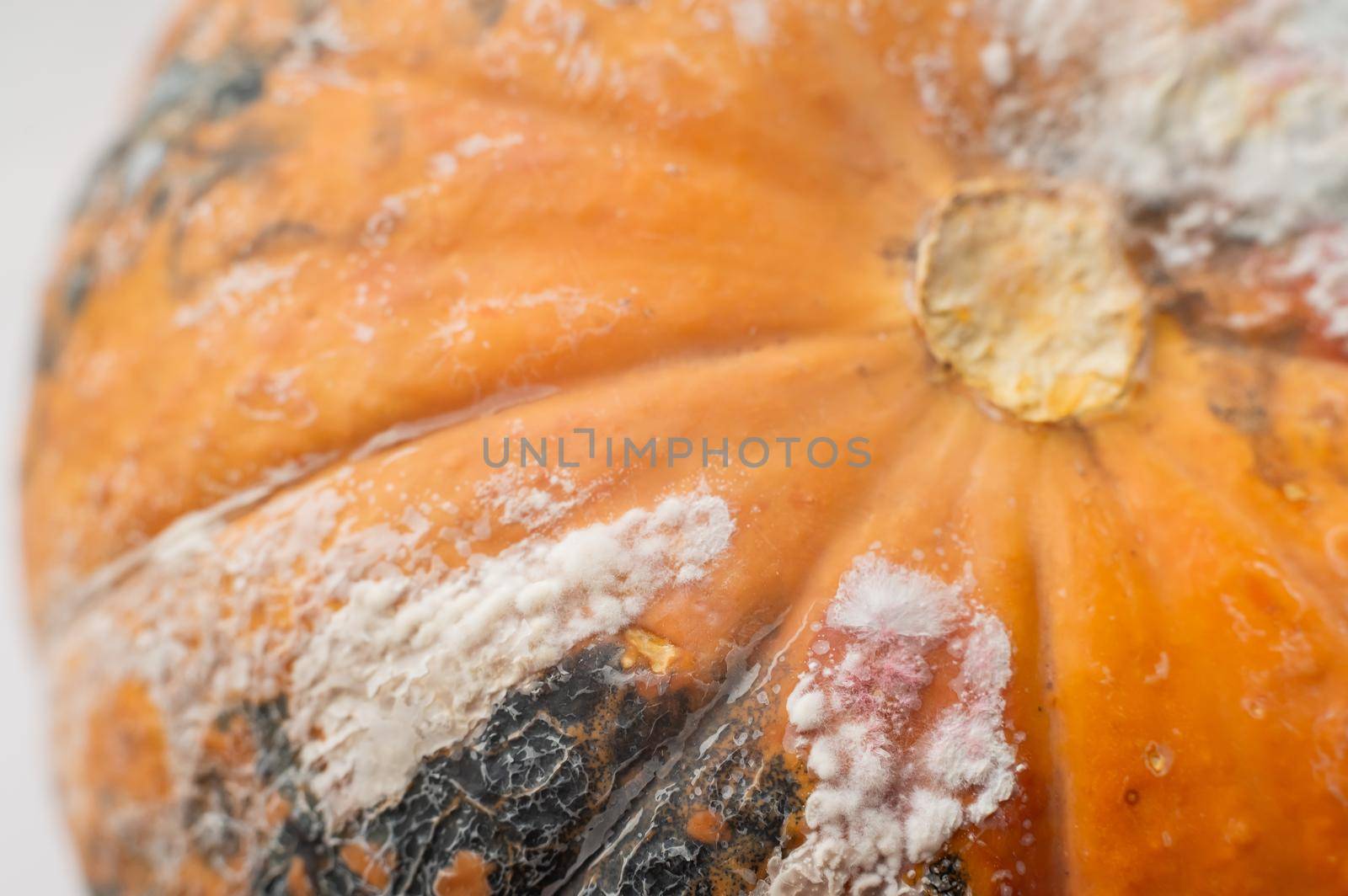 Close-up of a spoiled pumpkin in mold by mrwed54