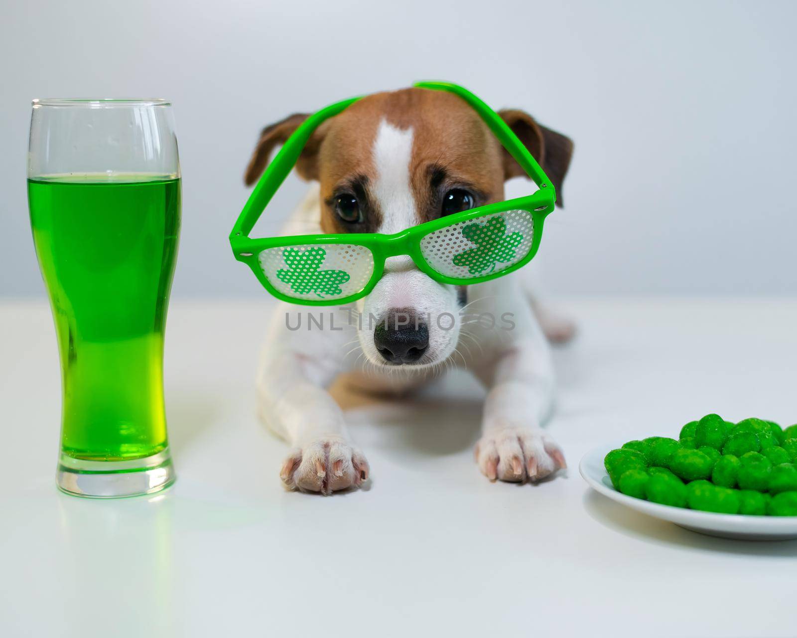 Dog with a mug of green beer and glazed nuts in funny glasses on a white background. Jack russell terrier celebrates st patrick's day.