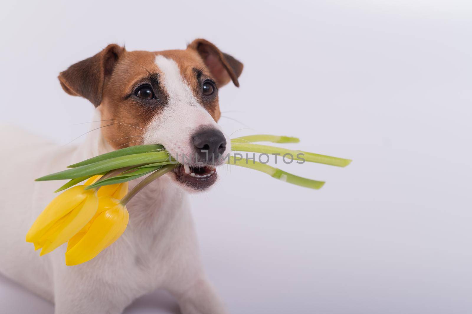 Portrait of a jack russell terrier in a bouquet of yellow tulips in his mouth on a white background. Dog congratulates on International Women's Day.