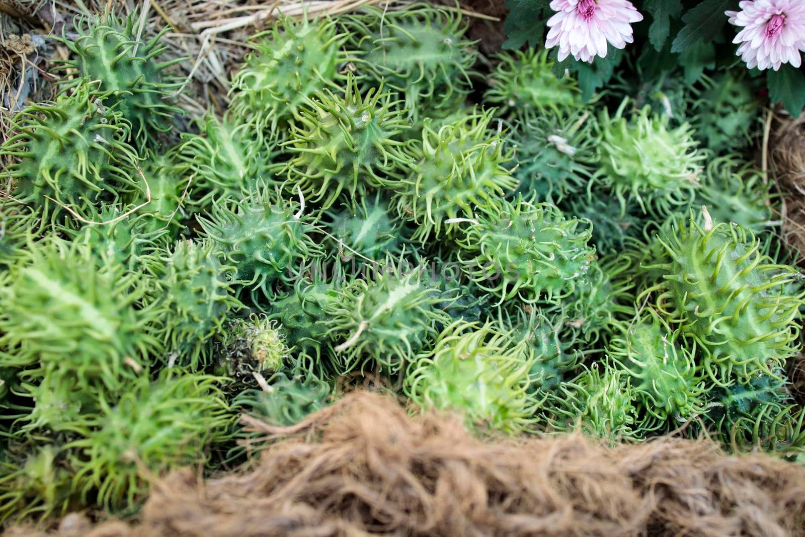 cucumis myriocarpus in a wicker basket decorate the windowsill