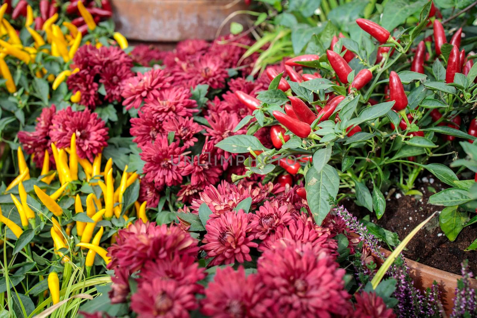 Sweet and chili red, yellow and purple pepper capsicum decorate the windowsill