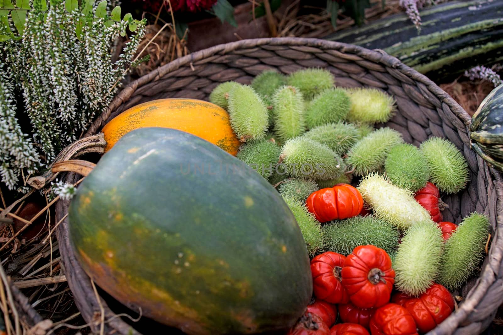 Squirting cucumber in a wicker basket decorate a windowsill