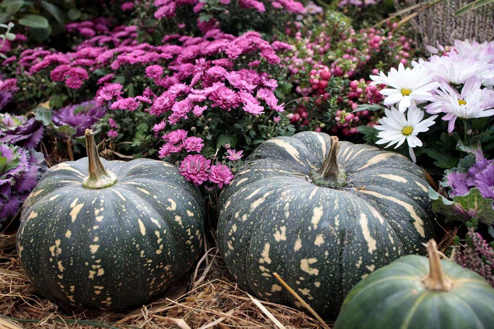 Green pumpkins and purple chrysanthemums decorate the garden before Halloween by elenarostunova