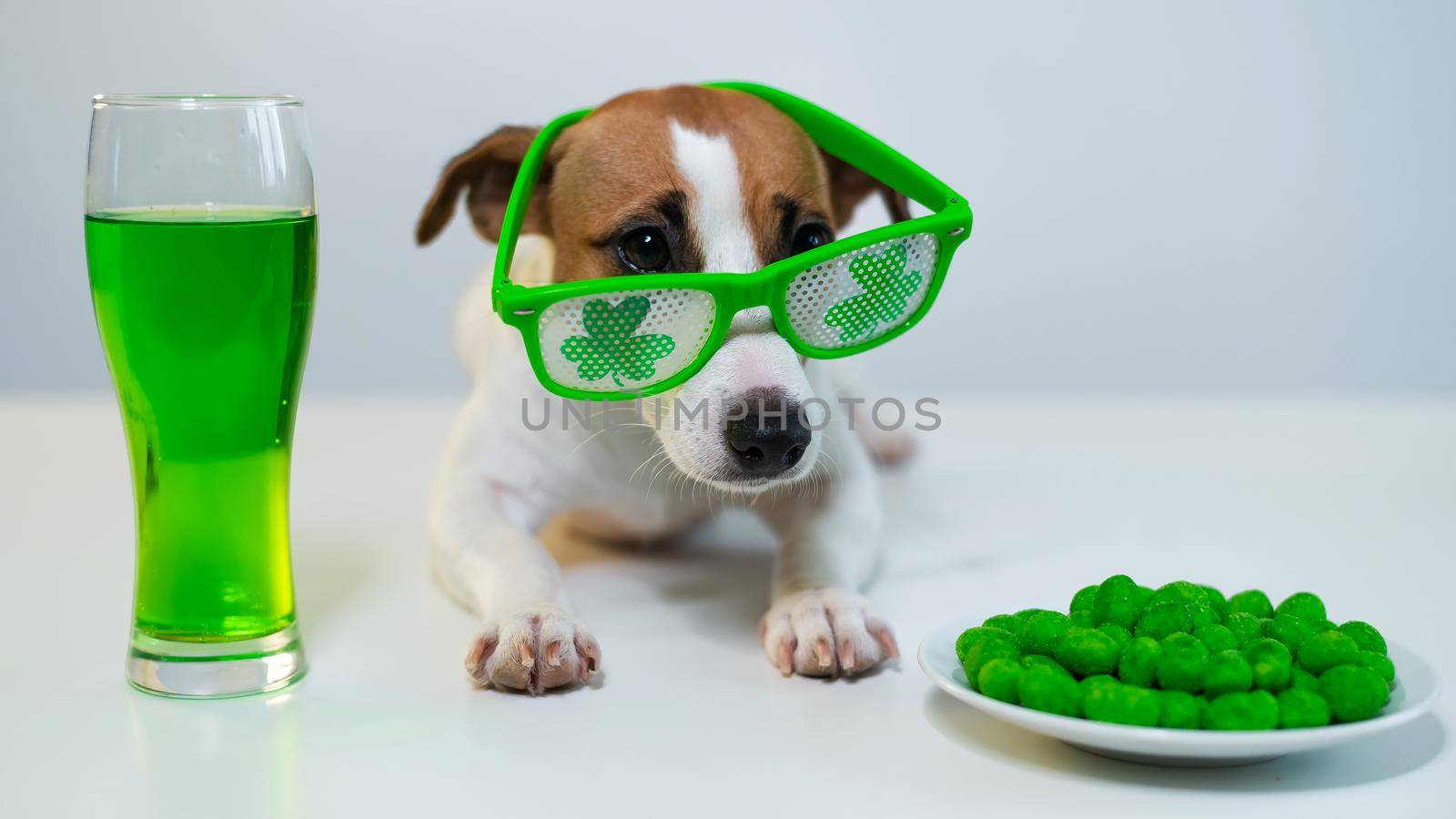 Dog with a mug of green beer and glazed nuts in funny glasses on a white background. Jack russell terrier celebrates st patrick's day.