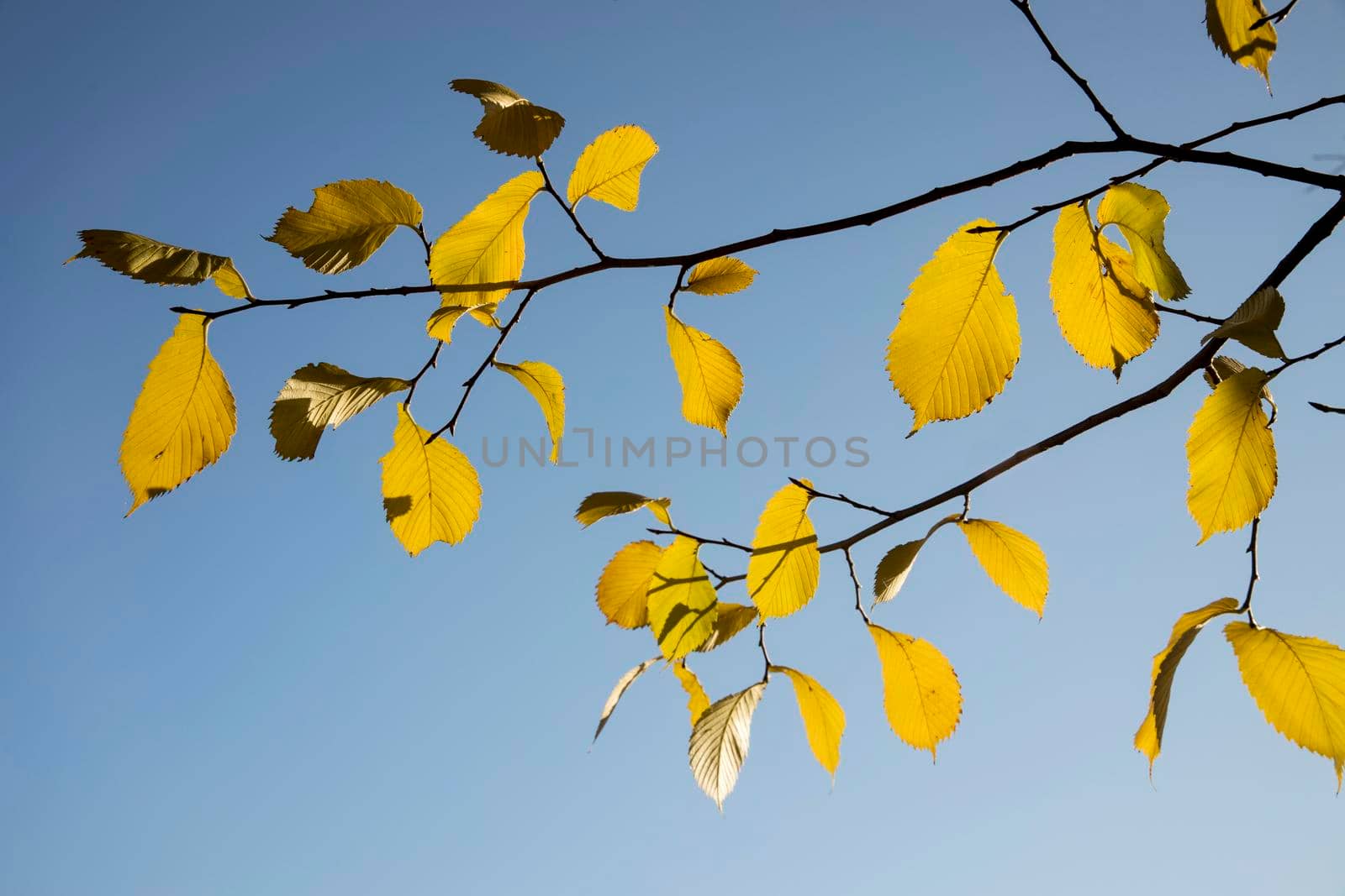 Yellow leaves of elm tree on a background of blue sky in autumn by elenarostunova