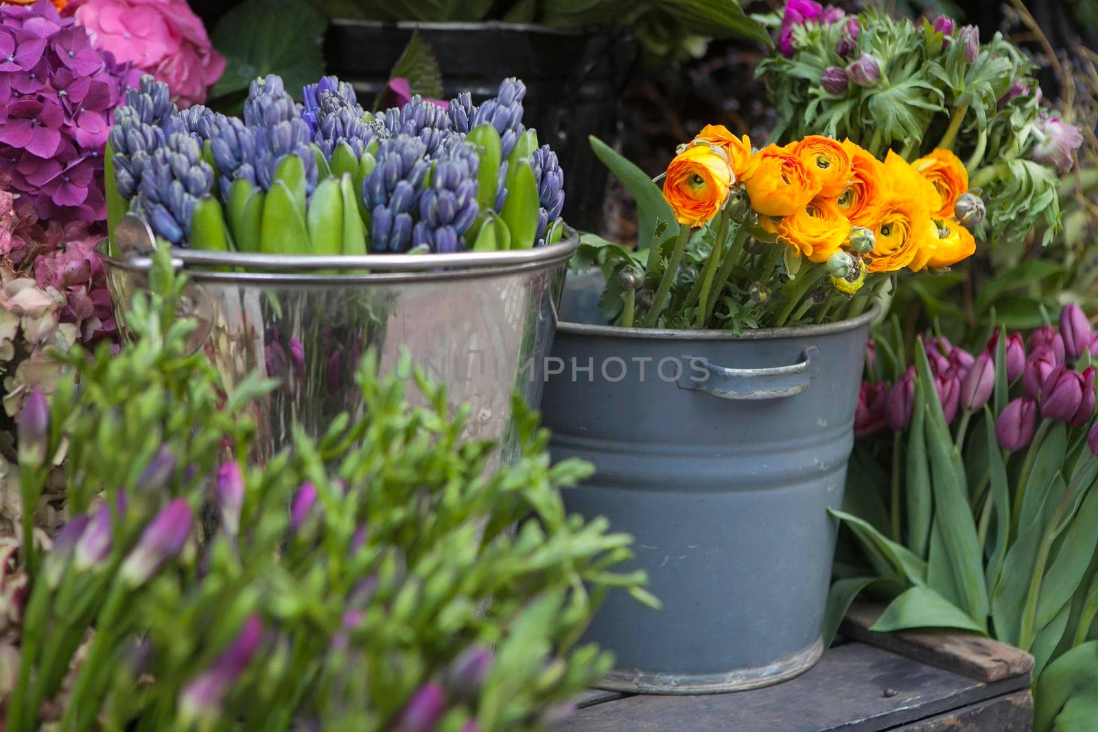 Yellow lupines, purple anemone, lilac hyacinths, hydrangea in tin buckets for sale as decoration of the store entrance by elenarostunova