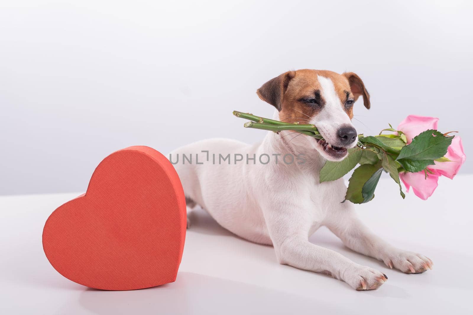 Jack Russell Terrier holds flowers in his mouth and sits next to a heart-shaped box. A dog gives a romantic gift on a date.