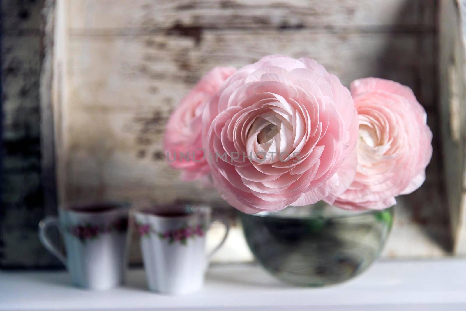 Three pale pink ranunculus in a transparent round vase on the white windowsill. Copy space. Place for text by elenarostunova