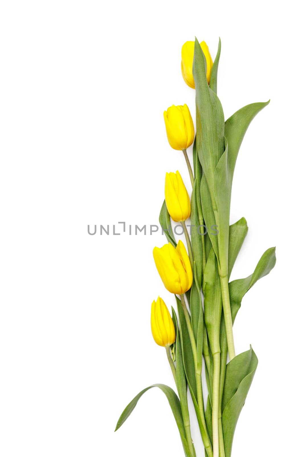layout of yellow tulips on a white background by elenarostunova