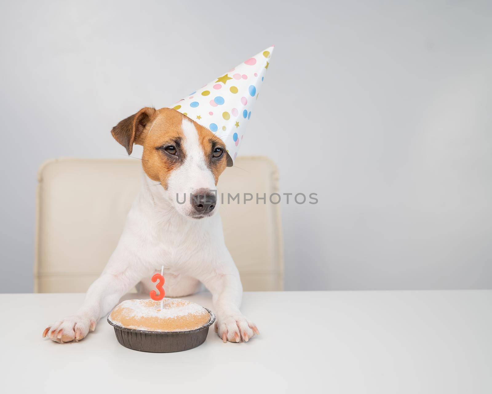 Jack russell terrier in a festive cap by a pie with a candle on a white background. The dog is celebrating its third birthday by mrwed54
