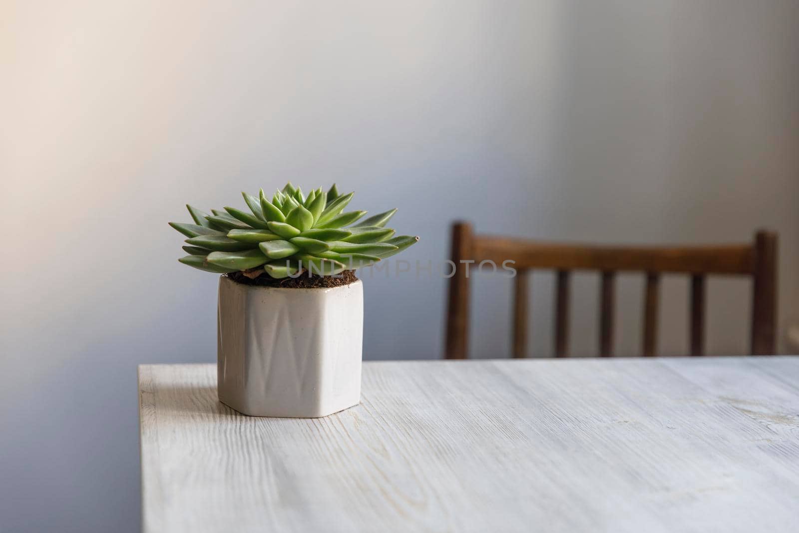 Echeveria in a beautiful ceramic pot on a beige table in the kitchen as an interior decoration. Place for text. Copy space by elenarostunova