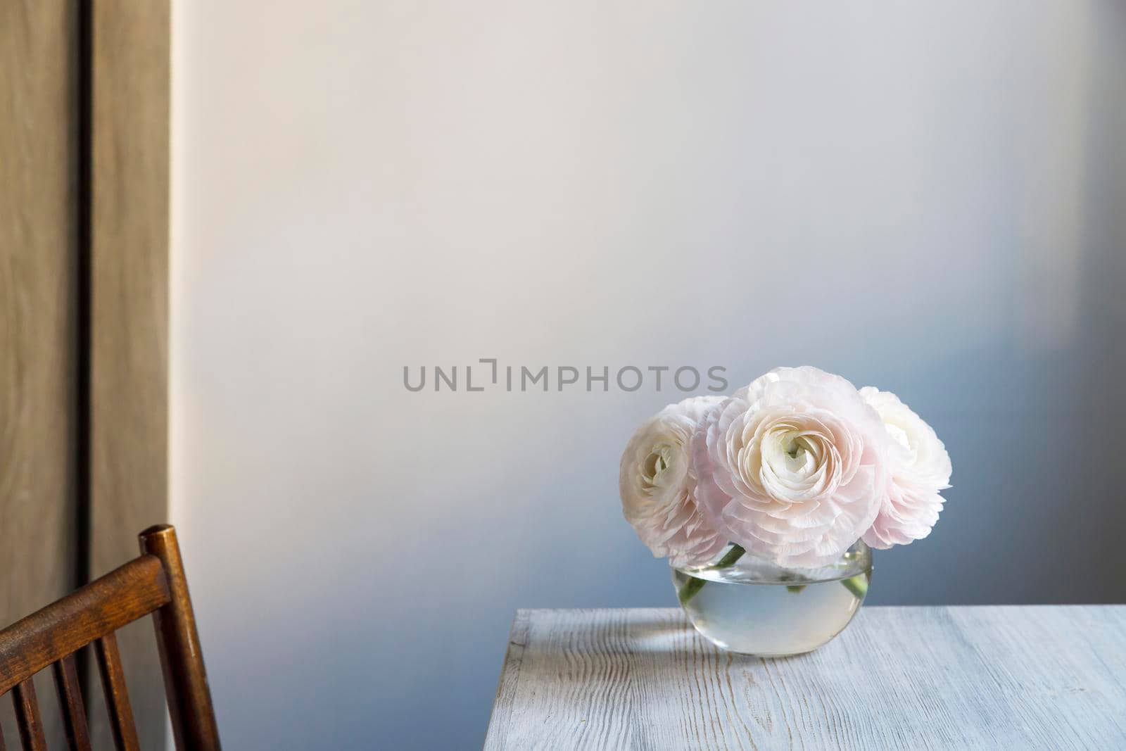 Three pale pink ranunculus in a transparent round vase on the white table. Copy space. Place for text by elenarostunova