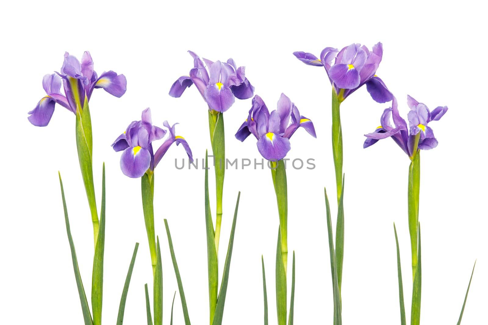 Violet Irises xiphium (Bulbous iris, sibirica) on white background with space for text. Top view, flat lay. Holiday greeting card for Valentine's Day, Woman's Day, Mother's Day, Easter! by elenarostunova