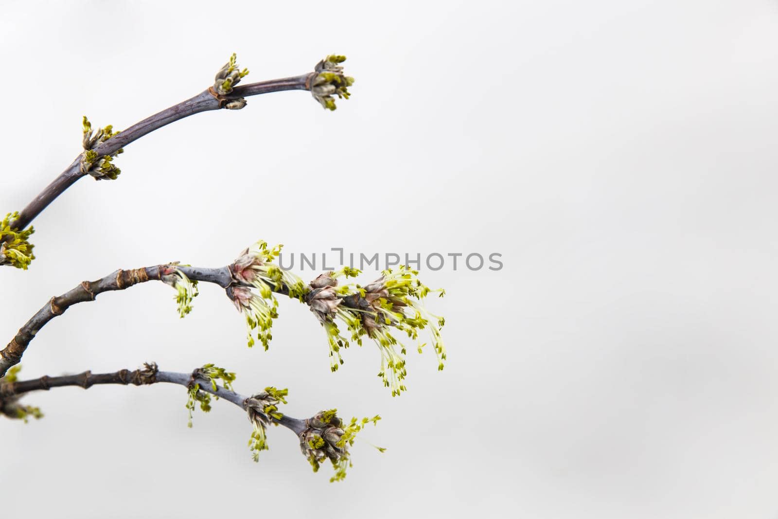 Flowering twigs of boxelder maple with semi-blossomed leaves on a white background