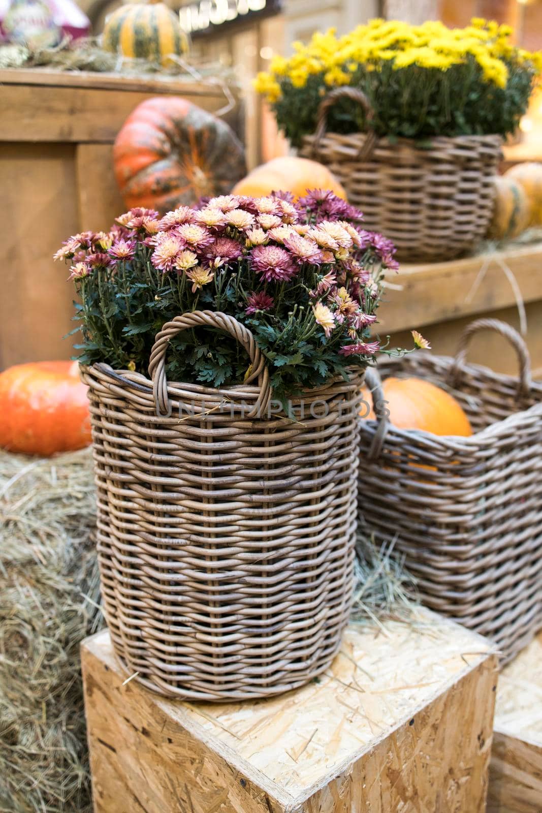 Colorful chrysanthemums in a wicker basket, pumpkins - Halloween decorations.