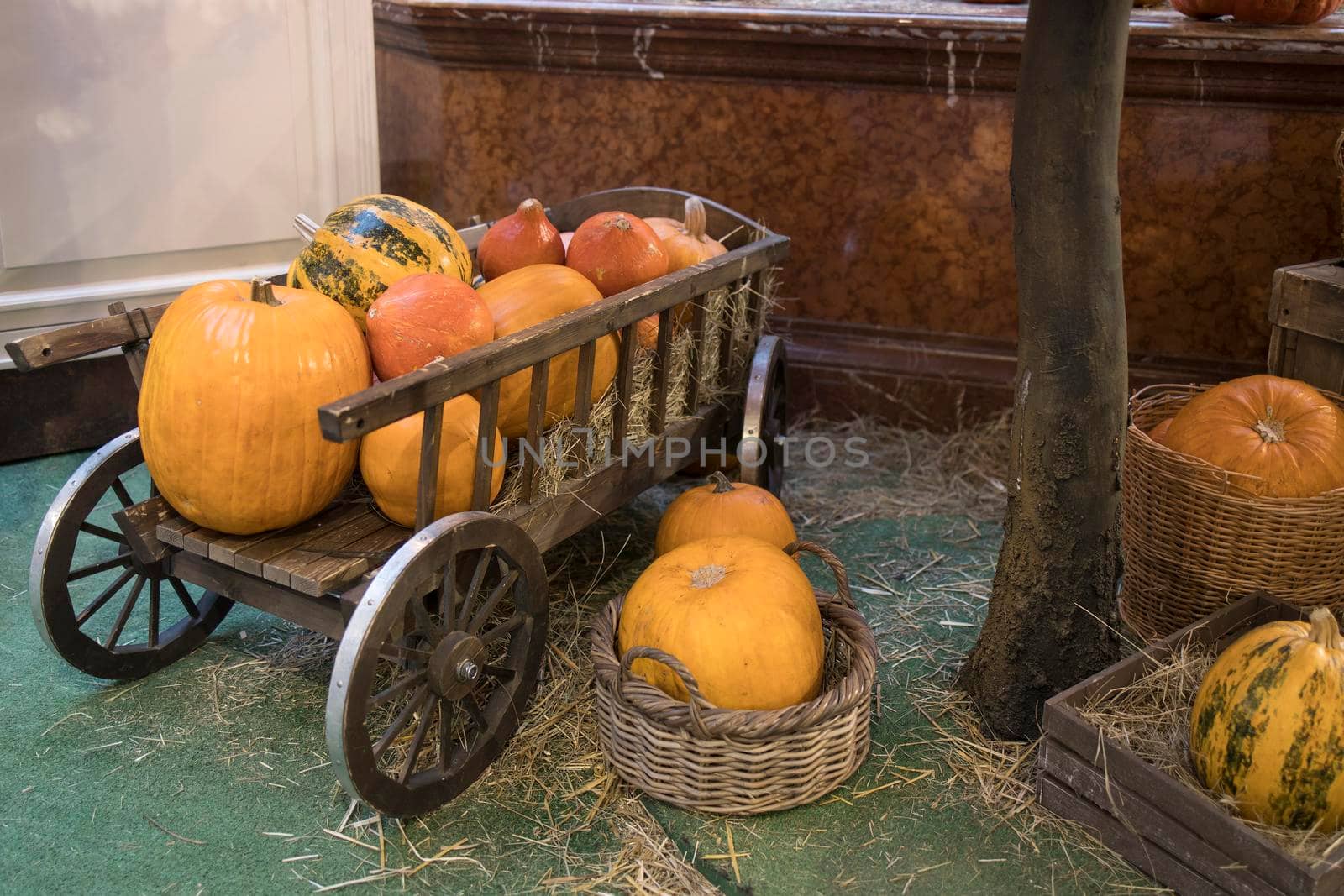 Decorative pumpkins, Halloween decor in Moscow city. Harvest, garden decoration in GUM, Moscow city. Shop ornament with gourd, orange pumpkin. Halloween pumpkin. Pumpkin decor. Many Halloween pumpkins