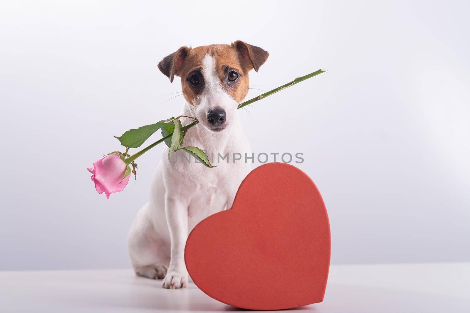 A cute little dog sits next to a heart-shaped box and holds a pink rose in his mouth on a white background. Valentine's day gift.