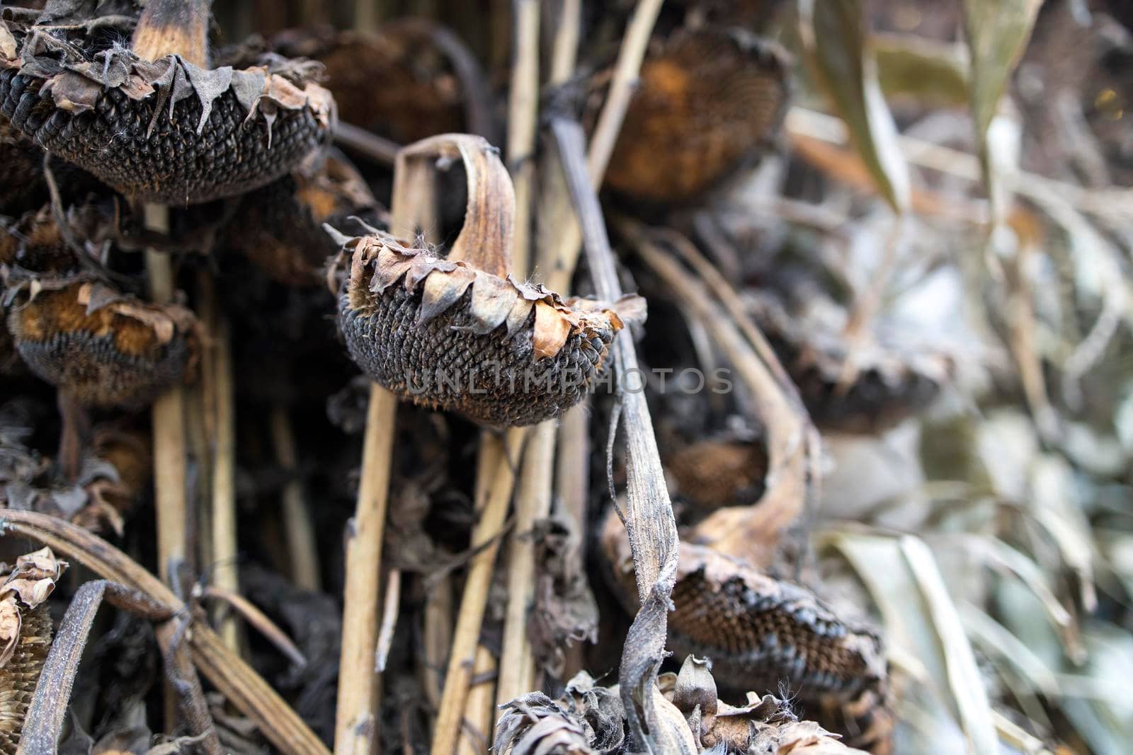 Dried sunflowers on the wall decorating the store entrance on the eve of Halloween