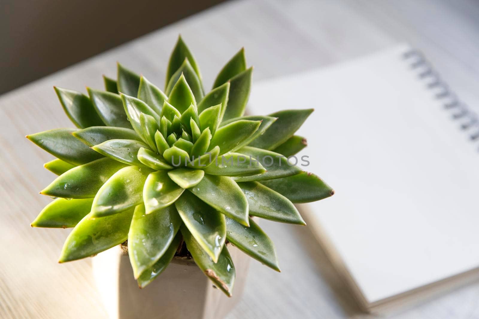 Echeveria in a beautiful ceramic pot on a beige table next to a white spring notepad in the kitchen as an interior decoration. Place for text. Copy space