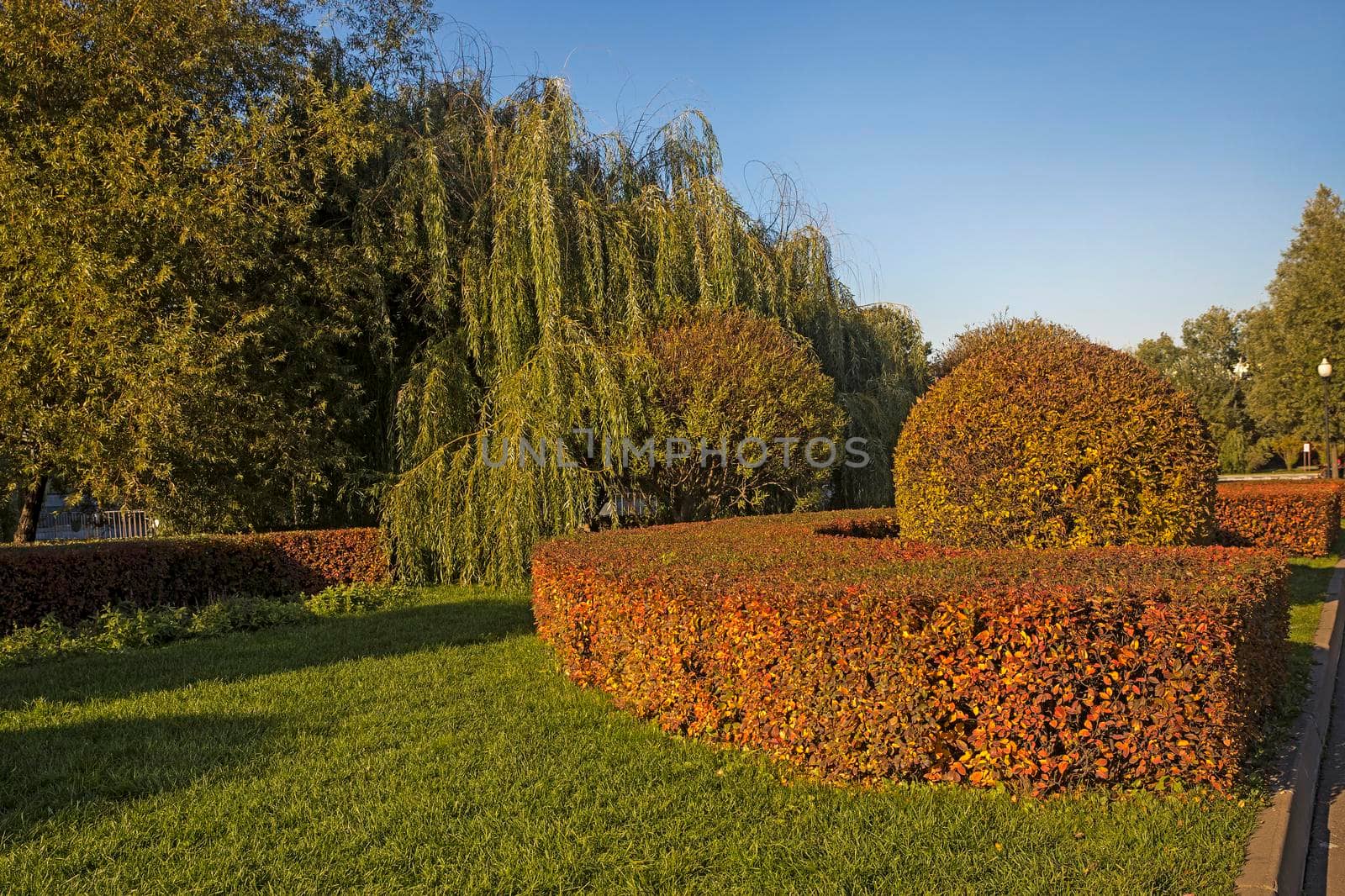 Red-yellow trimmed barberry bushes, weeping willow, lawn in autumn in good weather. The sun. Selective Sharpness