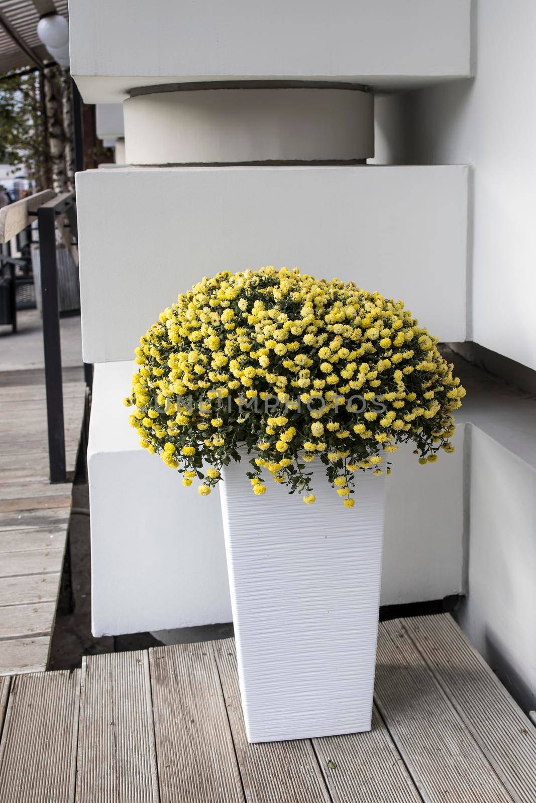 Yellow bush round chrysanthemums planted in a long tall plastic box near the entrance to the building by elenarostunova