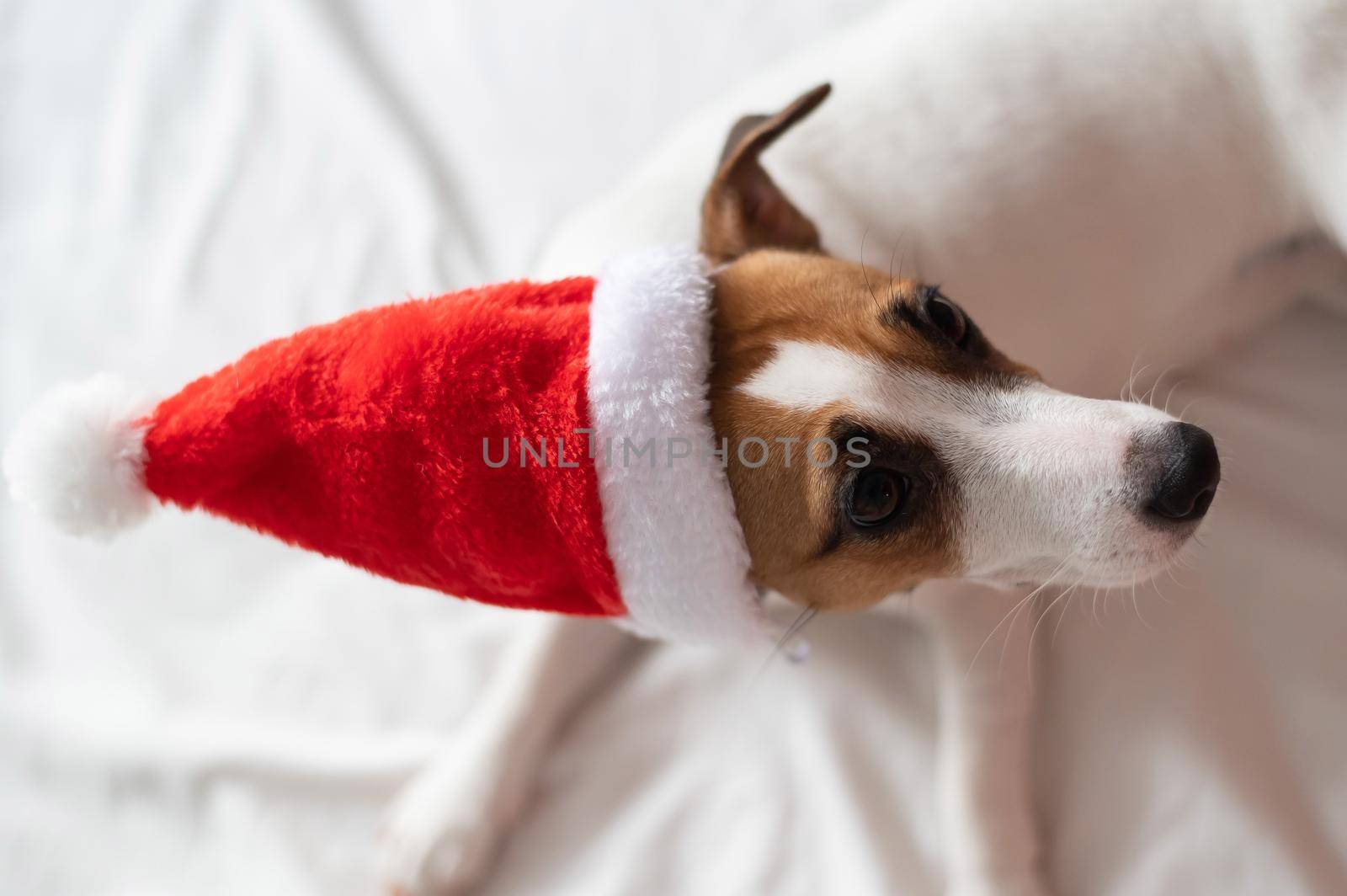 Jack russell terrier dog in santa claus hat lies on a white sheet. Christmas greeting card by mrwed54