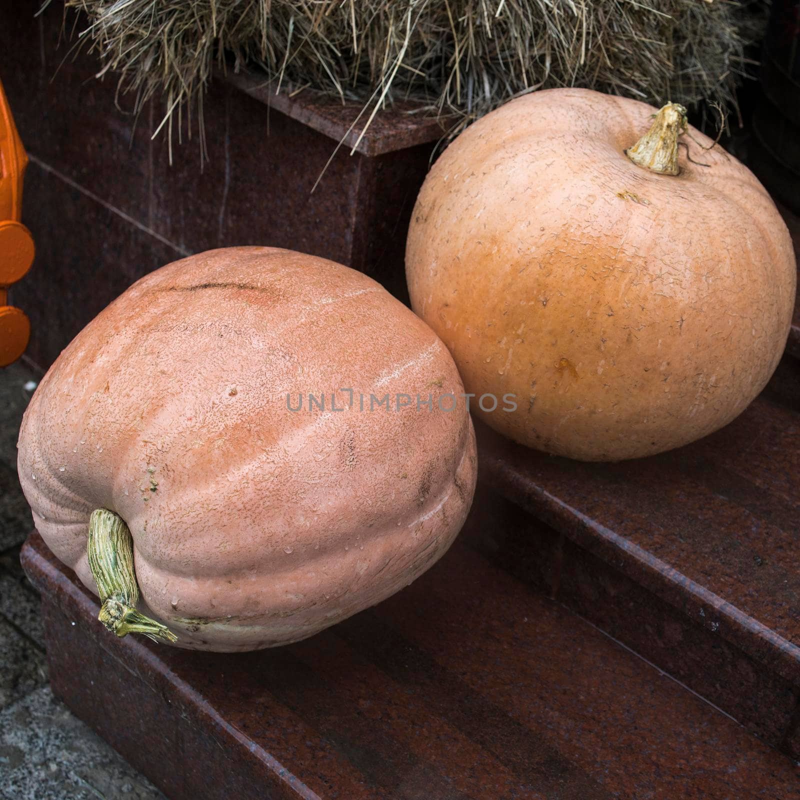 Two huge pumpkins lie on the steps in front of the store entrance. Halloween by elenarostunova