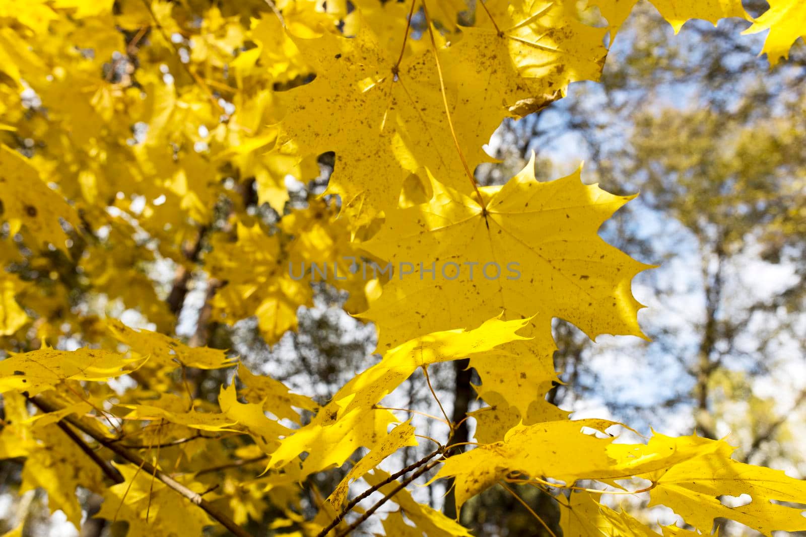 Autumn in the forest. Golden, yellow maple leaves in the park by elenarostunova