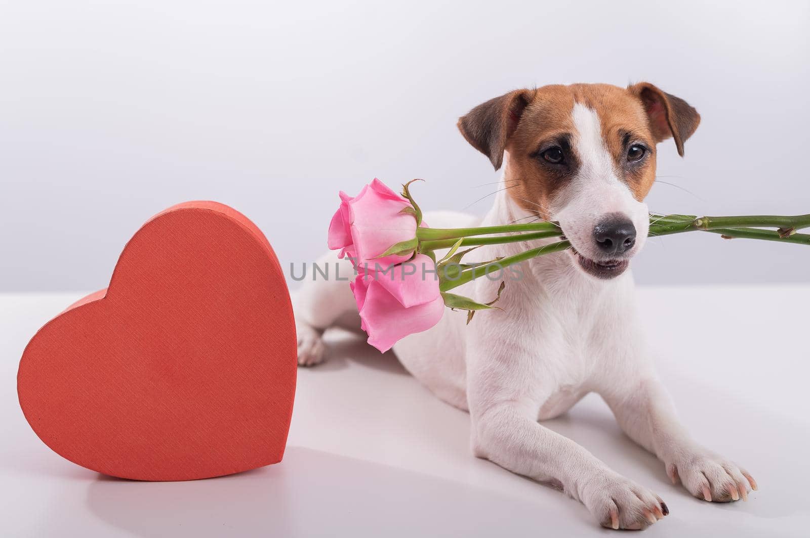 Portrait of funny dog Jack Russell Terrier with flowers in his teeth and boxes in the form of a heart. Valentine's day greeting card by mrwed54