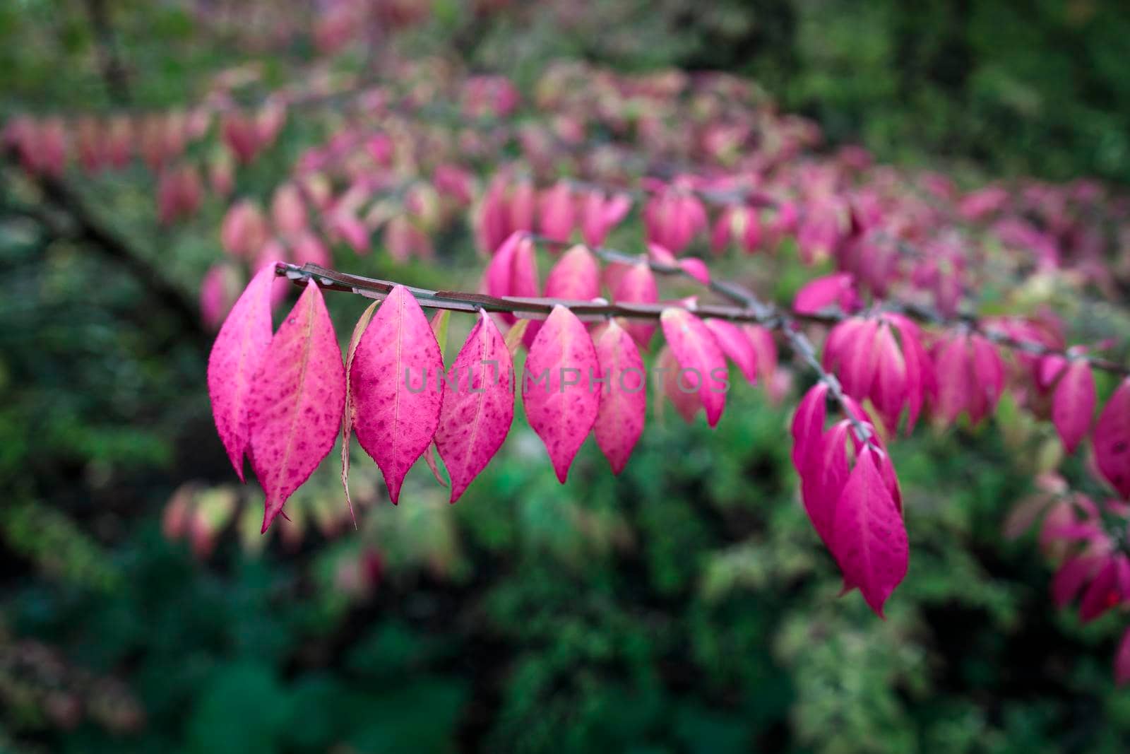 colorful background macro closeup of stunning Euonymus alatus, winged spindle, or burning bush popular ornamental shrub plant tree with attractive fall hot pink purple leaves in autumn