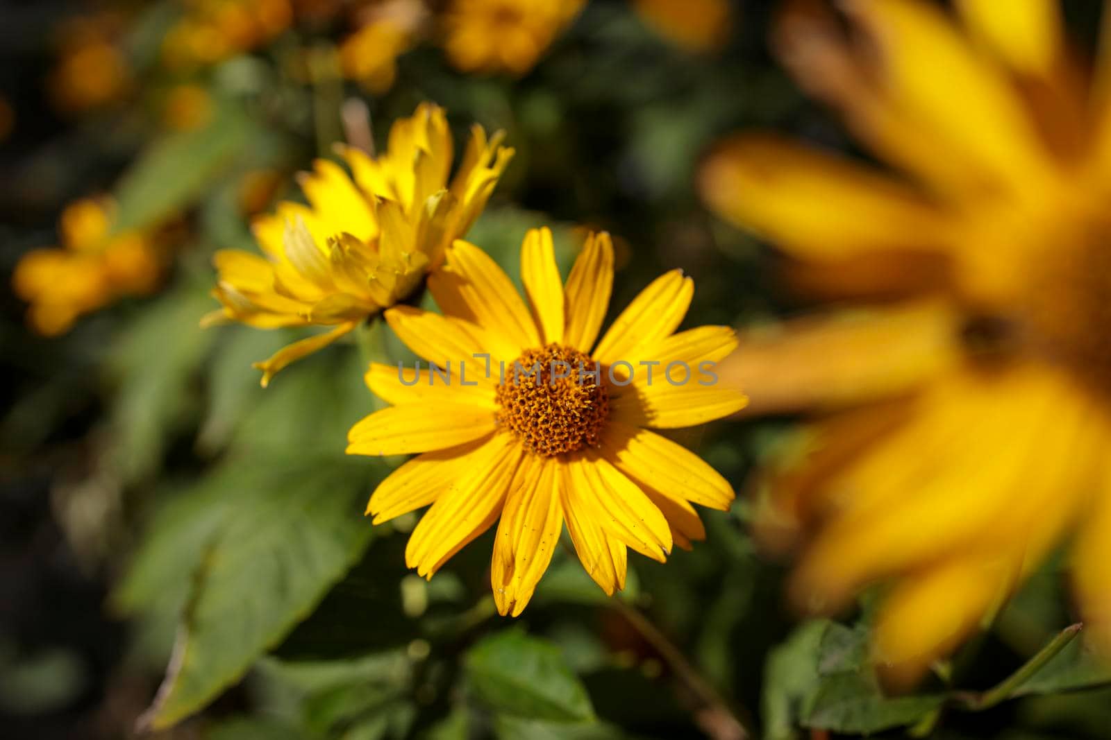 Helianthus pauciflorus, called the stiff sunflower, is a North American plant species in the sunflower family. Square frame