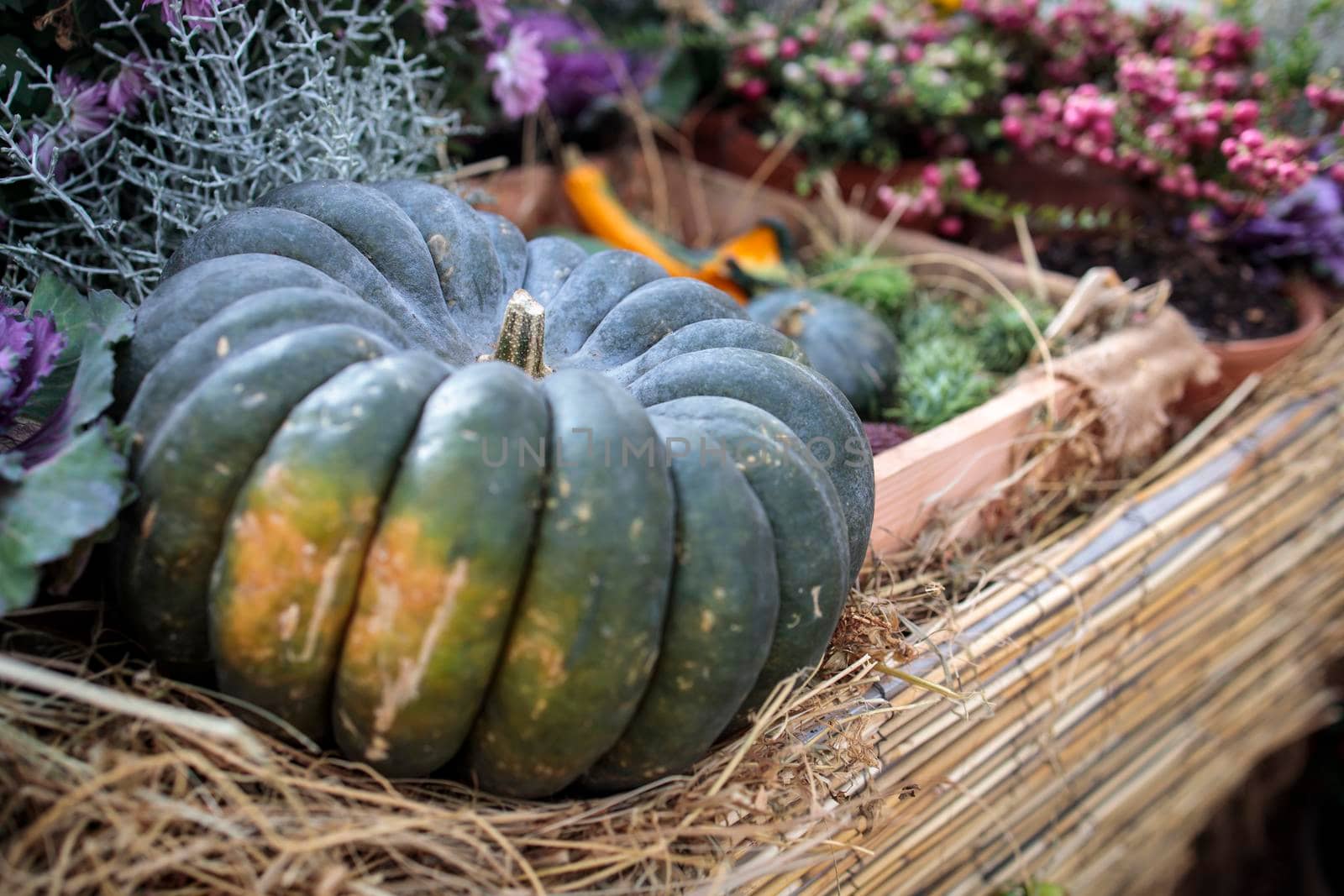 Two giant pumpkins at the traditional autumn exhibition in the Aptekarsky Ogorod (branch of the Moscow State University Botanical Garden). by elenarostunova