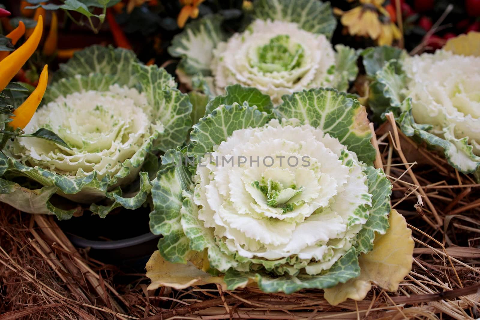 Ornamental white brassica cabbage decorate the farm stall