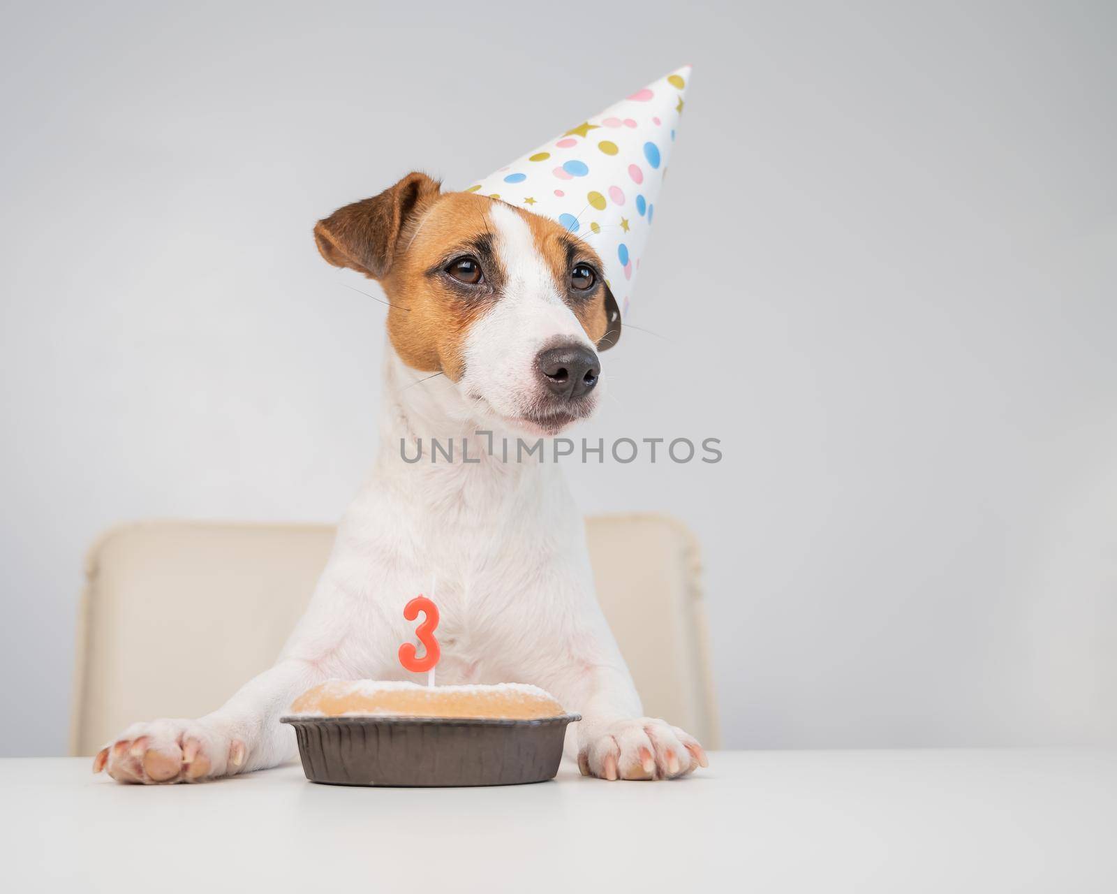 Jack russell terrier in a festive cap by a pie with a candle on a white background. The dog is celebrating its third birthday.