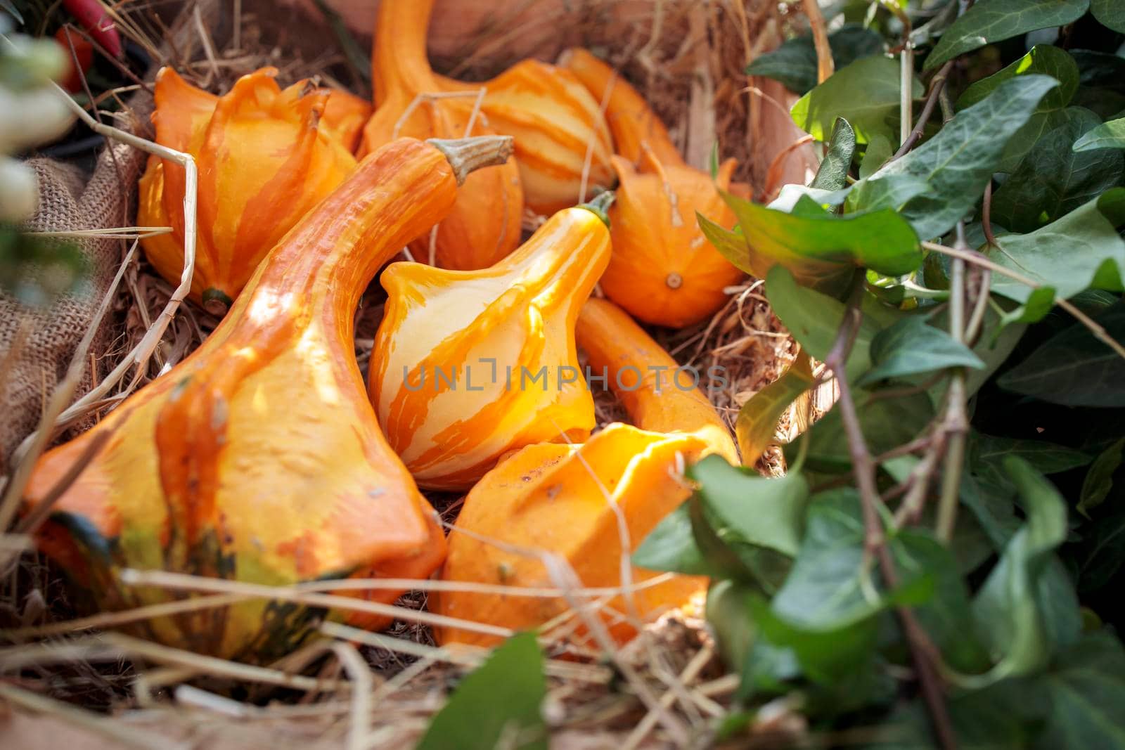 various kinds of small decorative pumpkins in a wicker basket as a decoration of garden