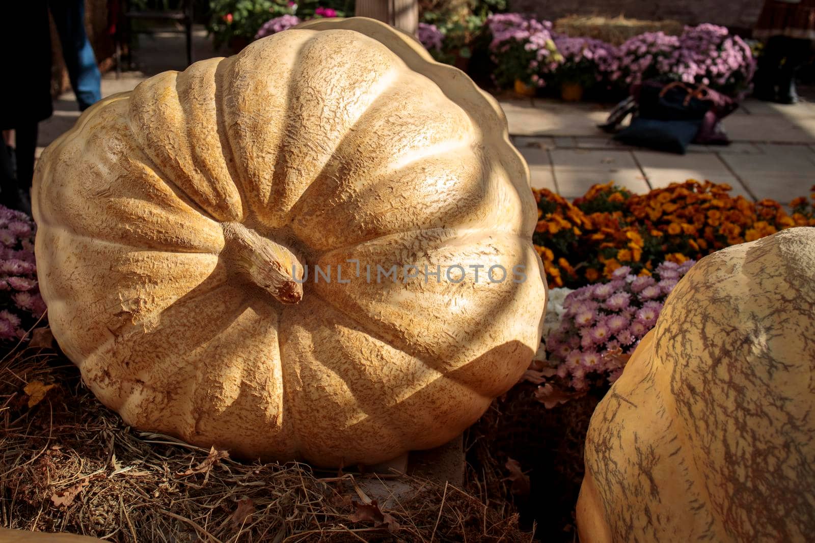 Moscow, Russia - September 16, 2021: Two giant pumpkins at the traditional autumn exhibition in the Aptekarsky Ogorod (branch of the Moscow State University Botanical Garden).